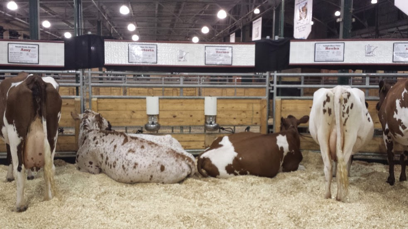 Illustration for article titled Cows at the Fair - I'm Famous and Exhausted